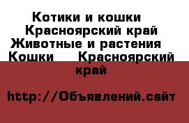 Котики и кошки - Красноярский край Животные и растения » Кошки   . Красноярский край